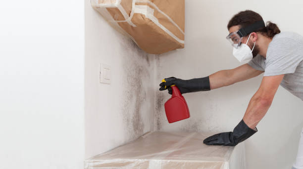 Professional Mold Cleanup technician working in Demarest, NJ