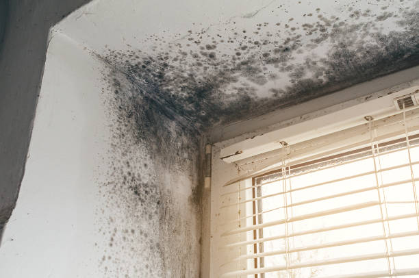 Affordable Mold Cleanup solutions in Demarest, NJ